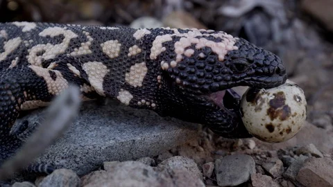 Close-up Gila monster holds egg in mouth Stock Footage 114886271