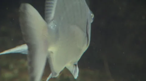 Close up of a gilded catfish Stockbeeldmateriaal 48181268