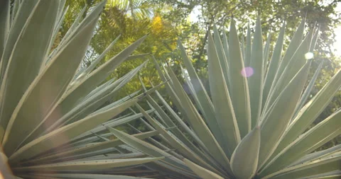 Close Up Gimbal Shot of Agave False Aloe Exotic Plant In Riviera Maya Mexico Stock Footage 146803334