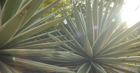 Close Up Gimbal Shot of Agave False Aloe Exotic Plant In Riviera Maya Mexico Stock Footage 146803335