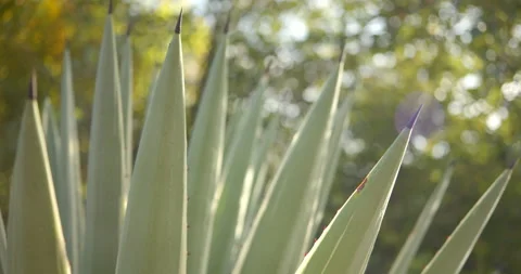Close Up Gimbal Shot of Agave False Aloe Exotic Plant In Riviera Maya Mexico Vidéo 146803356