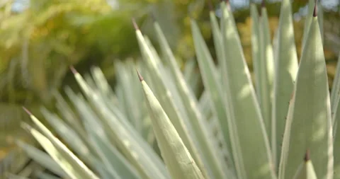 Close Up Gimbal Shot of Agave False Aloe Exotic Plant In Riviera Maya Mexico 库存影片 146803373