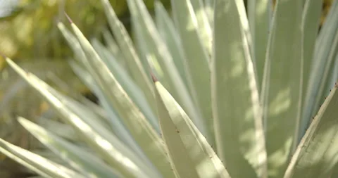 Close Up Gimbal Shot of Agave False Aloe Exotic Plant In Riviera Maya Mexico Video stock 146803374