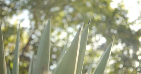 Close Up Gimbal Shot of Agave False Aloe Exotic Plant In Riviera Maya Mexico Видео 146803382