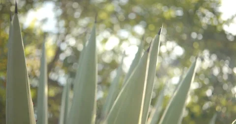 Close Up Gimbal Shot of Agave False Aloe Exotic Plant In Riviera Maya Mexico Vidéo 146803383