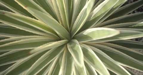 Close Up Gimbal Shot of Agave False Aloe Exotic Plant In Riviera Maya Mexico Video stock 146803399