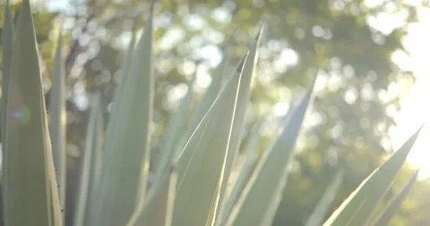 Close Up Gimbal Shot of Agave False Aloe Exotic Plant In Riviera Maya Mexico Vidéo 146803401