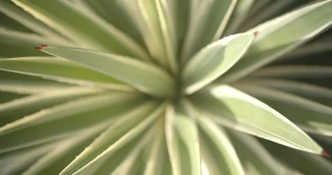 Close Up Gimbal Shot of Agave False Aloe Exotic Plant In Riviera Maya Mexico Vidéo 146803408