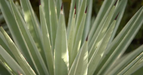 Close Up Gimbal Shot of Agave False Aloe Exotic Plant In Riviera Maya Mexico Stockbeeldmateriaal 146803410