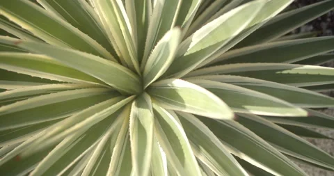 Close Up Gimbal Shot of Agave False Aloe Exotic Plant In Riviera Maya Mexico Stockbeeldmateriaal 146803421