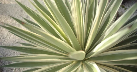 Close Up Gimbal Shot of Agave False Aloe Exotic Plant In Riviera Maya Mexico Video stock 146803440