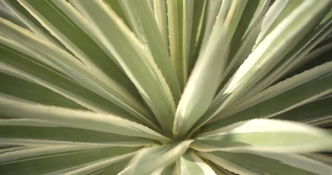 Close Up Gimbal Shot of Agave False Aloe Exotic Plant In Riviera Maya Mexico Stockbeeldmateriaal 146803441