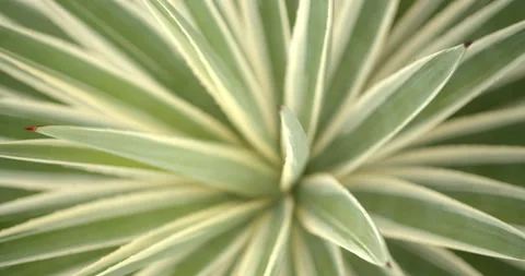 Close Up Gimbal Shot of Agave False Aloe Exotic Plant In Riviera Maya Mexico Vídeos de archivo 146803448