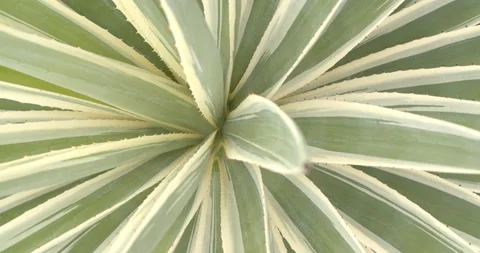 Close Up Gimbal Shot of Agave False Aloe Exotic Plant In Riviera Maya Mexico Stockbeeldmateriaal 146803466