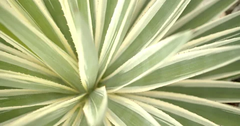 Close Up Gimbal Shot of Agave False Aloe Exotic Plant In Riviera Maya Mexico Vídeos de archivo 146803468