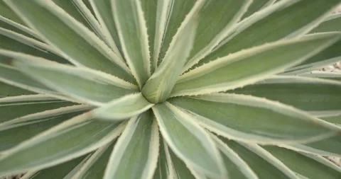 Close Up Gimbal Shot of Agave False Aloe Exotic Plant In Riviera Maya Mexico Stock-Footage 146803485