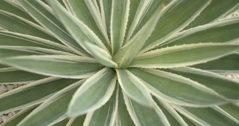 Close Up Gimbal Shot of Agave False Aloe Exotic Plant In Riviera Maya Mexico Video stock 146803504