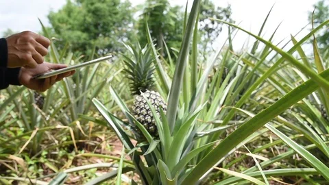 Close-Up Gimbal Shot Of Asian farmer in a garden taking photo of pineapple by a  Video stock 111841153