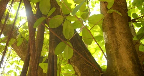 Close Up Gimbal Shot of Florida Strangler Fig Tree with Sun Exotic Plant Jungle Видео 146802948