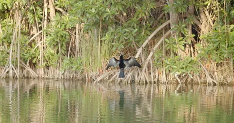 Close Up Gimbal Shot of Great Anhinga Bird Exotic Jungle Mexico Animal Stockbeeldmateriaal 146800841