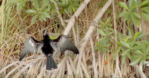 Close Up Gimbal Shot of Great Anhinga Bird Exotic Jungle Mexico Animal Vidéo 146800874