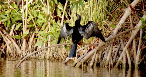 Close Up Gimbal Shot of Great Anhinga Bird Exotic Jungle Mexico Animal Видео 146800954