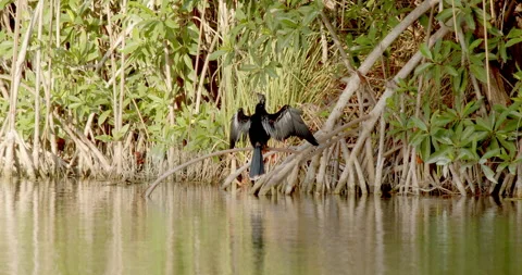 Close Up Gimbal Shot of Great Anhinga Bird Exotic Jungle Mexico Animal Vidéo 146800968