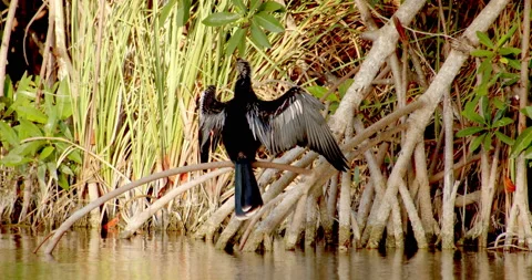 Close Up Gimbal Shot of Great Anhinga Bird Exotic Jungle Mexico Animal Vidéo 146801016