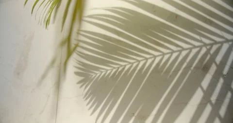 Close Up Gimbal Shot of Palm Leaf Shadow on Wall Exotic Plant Video stock 146803228
