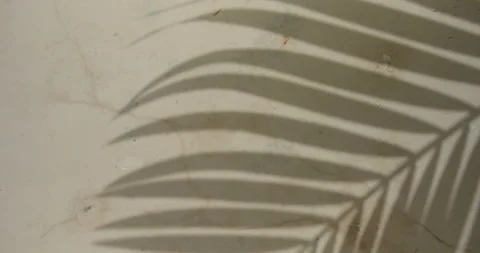 Close Up Gimbal Shot of Palm Leaf Shadow on Wall Exotic Plant Видео 146803234