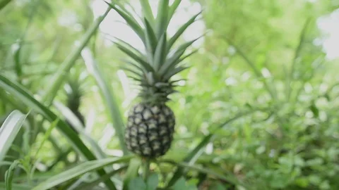 Close-Up Gimbal Shot Of Pineapple Growing In A Farm. Stock Footage 111840947
