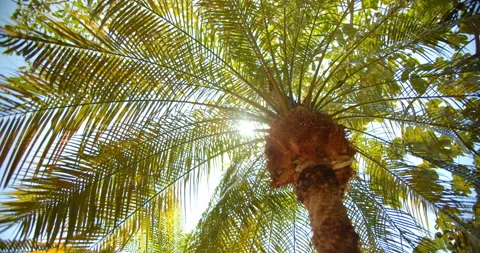 Close Up Gimbal Shot of Pygmy Date Palm Tree with Sun in the Jungle Exotic 库存影片 146803080