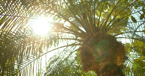 Close Up Gimbal Shot of Pygmy Date Palm Tree with Sun in the Jungle Exotic Stock Footage