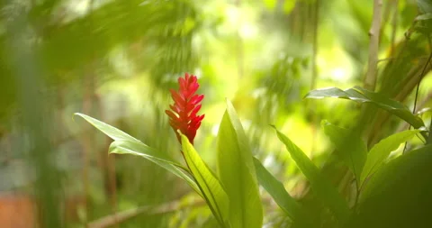 Close Up Gimbal Shot of Red Ginger Plant in the Jungle Exotic Stock Footage 146803130