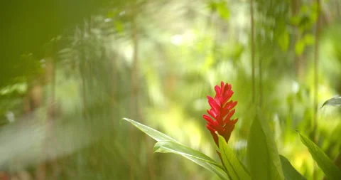 Close Up Gimbal Shot of Red Ginger Plant in the Jungle Exotic 库存影片 146803168