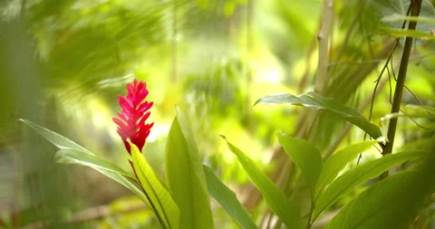 Close Up Gimbal Shot of Red Ginger Plant in the Jungle Exotic Vidéo 146803187