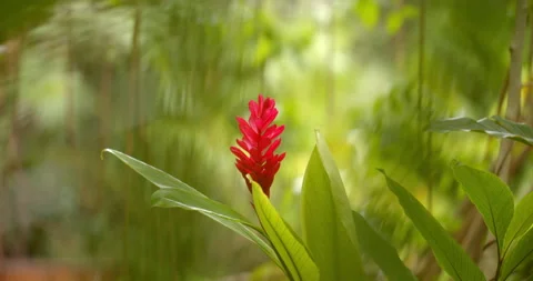 Close Up Gimbal Shot of Red Ginger Plant in the Jungle Exotic Vidéo 146803205