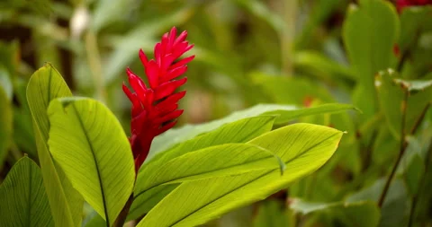 Close Up Gimbal Shot of Red Ginger Plant in the Jungle Exotic Vidéo 146803208
