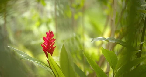 Close Up Gimbal Shot of Red Ginger Plant in the Jungle Exotic Vídeos de archivo 146803209