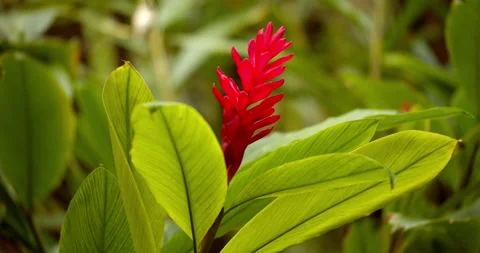 Close Up Gimbal Shot of Red Ginger Plant in the Jungle Exotic Stockbeeldmateriaal 146803218