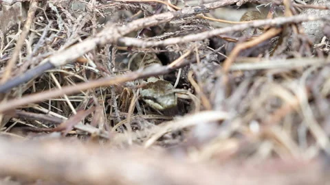 Close up gimbal shot of snake crawling among branches and dry leaves Stock Footage 227279456