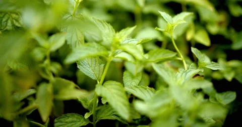 Close Up Gimbal Shot of Spearmint Tree with Sun Exotic Plant Jungle Vidéo 146802866