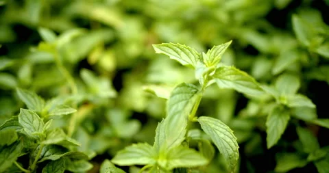 Close Up Gimbal Shot of Spearmint Tree with Sun Exotic Plant Jungle Stock Footage 146802872
