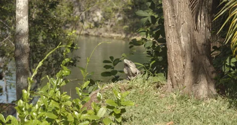 Close Up Gimbal Shot of Spiny Tailed Iguana Exotic Jungle Mexico Animal Stockbeeldmateriaal 146801108