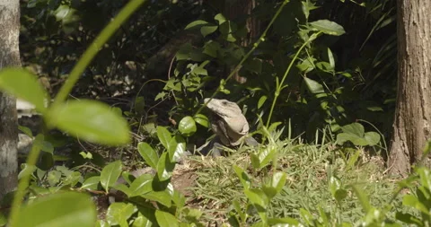Close Up Gimbal Shot of Spiny Tailed Iguana Exotic Jungle Mexico Animal Видео 146801152