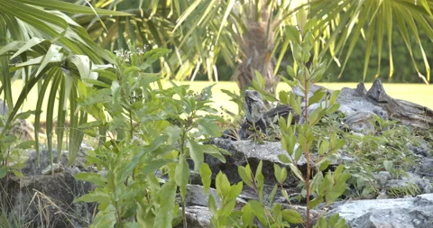 Close Up Gimbal Shot of Spiny Tailed Iguana Exotic Jungle Mexico Animal 库存影片 146801187