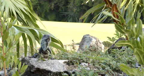 Close Up Gimbal Shot of Spiny Tailed Iguana Exotic Jungle Mexico Animal Vídeos de archivo 146801229