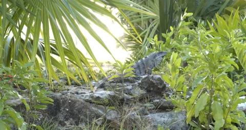 Close Up Gimbal Shot of Spiny Tailed Iguana Exotic Jungle Mexico Animal 動画素材 146801238
