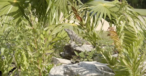 Close Up Gimbal Shot of Spiny Tailed Iguana Exotic Jungle Mexico Animal Vidéo 146801277