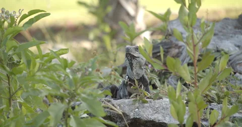 Close Up Gimbal Shot of Spiny Tailed Iguana Exotic Jungle Mexico Animal Video stock 146801313